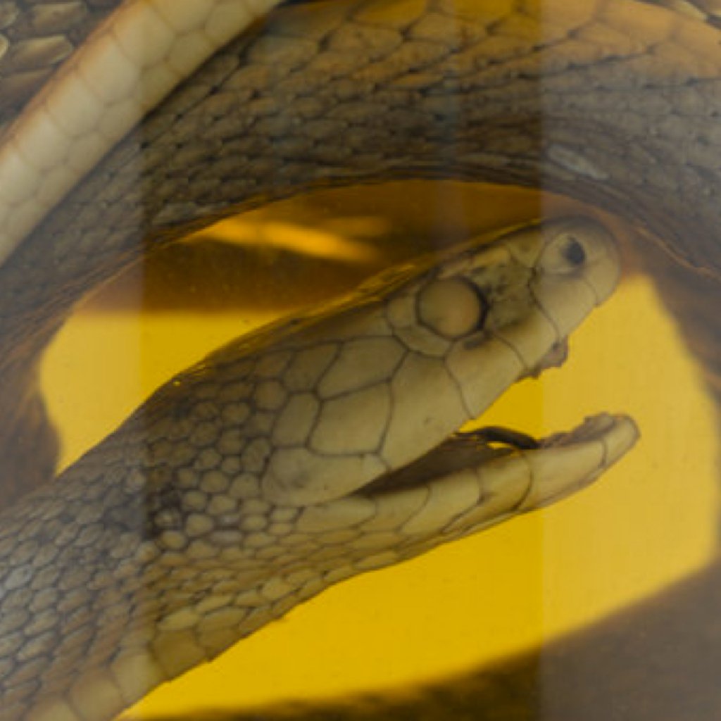 A snake in the natural history museum