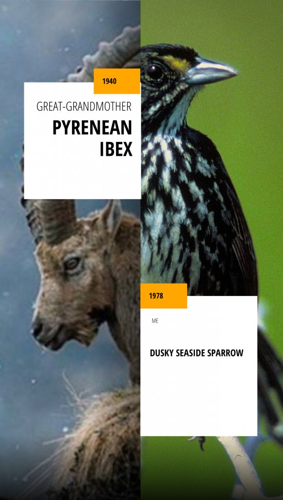 A half split image of an Pyrenean Ibex and a Dusky Seaside Sparrow