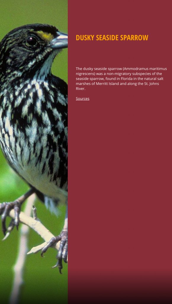 Dusky Seaside Sparrow information block: The dusky seaside sparrow (Ammondramus maritimus nigrescens) was a non-migratory subspecies of the seaside sparrow, found in Florida in the natural salt marshes of Merritt Island and along the St. Johns River.